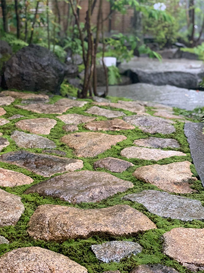 住宅の庭 自然な苔